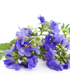 100 Blue Pearl Polemonium Caeruleum Flower Seeds - Jacob's Ladder - Image 9