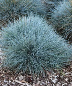 100 Blue Sheep's Fescue Grass Seeds - Festuca Ovina Glauca Cinerea - Image 10