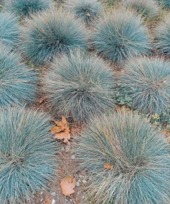 100 Blue Sheep's Fescue Grass Seeds - Festuca Ovina Glauca Cinerea - Image 11