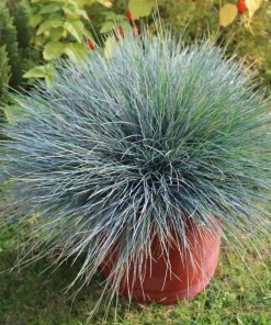 100 Blue Sheep's Fescue Grass Seeds - Festuca Ovina Glauca Cinerea - Image 2
