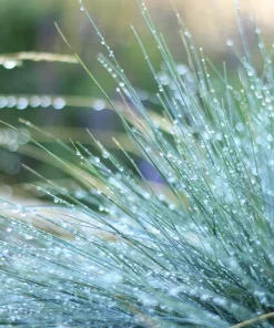 100 Blue Sheep's Fescue Grass Seeds - Festuca Ovina Glauca Cinerea - Image 3