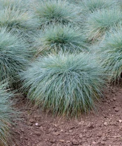100 Blue Sheep's Fescue Grass Seeds - Festuca Ovina Glauca Cinerea - Image 4