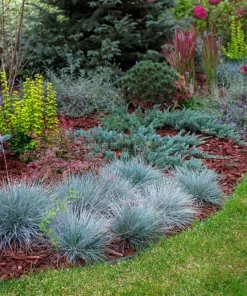 100 Blue Sheep's Fescue Grass Seeds - Festuca Ovina Glauca Cinerea - Image 5
