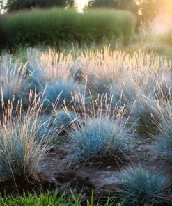 100 Blue Sheep's Fescue Grass Seeds - Festuca Ovina Glauca Cinerea - Image 6