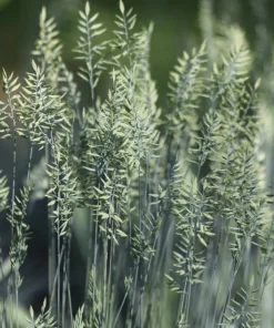 100 Blue Sheep's Fescue Grass Seeds - Festuca Ovina Glauca Cinerea - Image 7