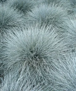 100 Blue Sheep's Fescue Grass Seeds - Festuca Ovina Glauca Cinerea - Image 8