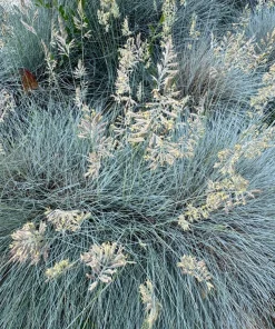 100 Blue Sheep's Fescue Grass Seeds - Festuca Ovina Glauca Cinerea - Image 9