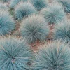 100 Blue Sheep's Fescue Grass Seeds - Festuca Ovina Glauca Cinerea - Image 1