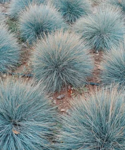 100 Blue Sheep's Fescue Grass Seeds - Festuca Ovina Glauca Cinerea - Image 1