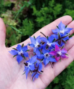 100 Blue Star Borage Herb Flower Seeds - Borago Officinalis - Image 10