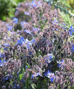 100 Blue Star Borage Herb Flower Seeds - Borago Officinalis - Image 14