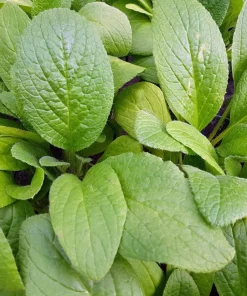 100 Blue Star Borage Herb Flower Seeds - Borago Officinalis - Image 15