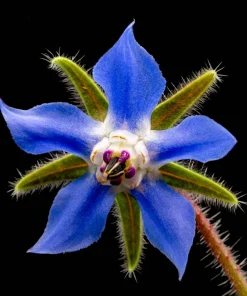 100 Blue Star Borage Herb Flower Seeds - Borago Officinalis - Image 2