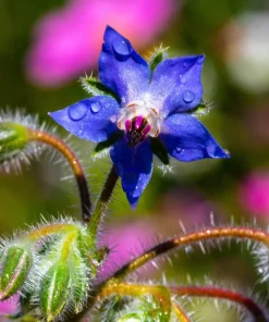 100 Blue Star Borage Herb Flower Seeds - Borago Officinalis - Image 3