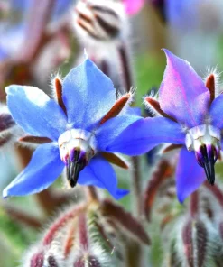 100 Blue Star Borage Herb Flower Seeds - Borago Officinalis - Image 4