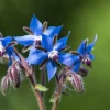 100 Blue Star Borage Herb Flower Seeds - Borago Officinalis - Image 1