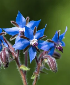 100 Blue Star Borage Herb Flower Seeds - Borago Officinalis - Image 1