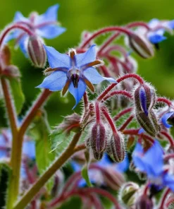 100 Blue Star Borage Herb Flower Seeds - Borago Officinalis - Image 5