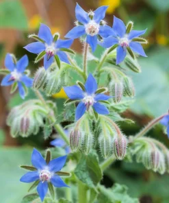 100 Blue Star Borage Herb Flower Seeds - Borago Officinalis - Image 6
