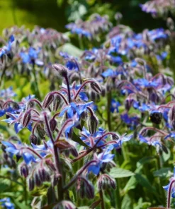 100 Blue Star Borage Herb Flower Seeds - Borago Officinalis - Image 8