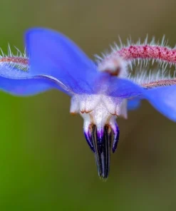 100 Blue Star Borage Herb Flower Seeds - Borago Officinalis - Image 9