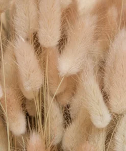 100 Bunny Tails Grass Seeds – Ornamental Lagurus Ovatus – Annual Grass - Image 10