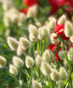 100 Bunny Tails Grass Seeds – Ornamental Lagurus Ovatus – Annual Grass - Image 2