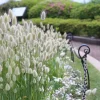 100 Bunny Tails Grass Seeds – Ornamental Lagurus Ovatus – Annual Grass - Image 1
