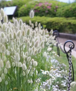 100 Bunny Tails Grass Seeds – Ornamental Lagurus Ovatus – Annual Grass - Image 1