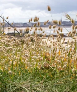100 Bunny Tails Grass Seeds – Ornamental Lagurus Ovatus – Annual Grass - Image 4