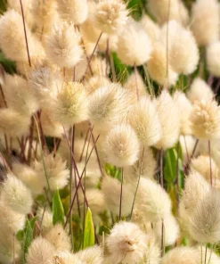 100 Bunny Tails Grass Seeds – Ornamental Lagurus Ovatus – Annual Grass - Image 5