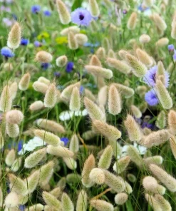 100 Bunny Tails Grass Seeds – Ornamental Lagurus Ovatus – Annual Grass - Image 6
