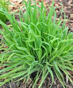 100 Bunny Tails Grass Seeds – Ornamental Lagurus Ovatus – Annual Grass - Image 7