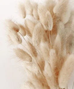 100 Bunny Tails Grass Seeds – Ornamental Lagurus Ovatus – Annual Grass - Image 8