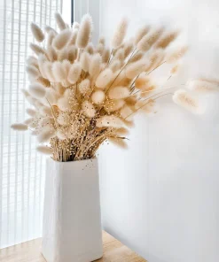 100 Bunny Tails Grass Seeds – Ornamental Lagurus Ovatus – Annual Grass - Image 9