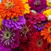 100 California Giant Zinnia Seeds - Heirloom Non-GMO Flower Seeds for Garden - Image 1