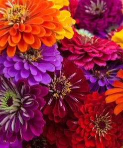 100 California Giant Zinnia Seeds - Heirloom Non-GMO Flower Seeds for Garden - Image 1