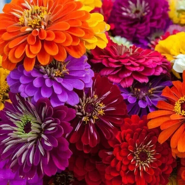 100 California Giant Zinnia Seeds - Heirloom Non-GMO Flower Seeds for Garden - Image 1