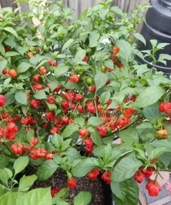 100 Carolina Reaper Chili Pepper Seeds - World Record Hot Vegetable Seeds - Image 2