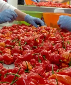 100 Carolina Reaper Chili Pepper Seeds - World Record Hot Vegetable Seeds - Image 3