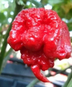 100 Carolina Reaper Chili Pepper Seeds - World Record Hot Vegetable Seeds - Image 1