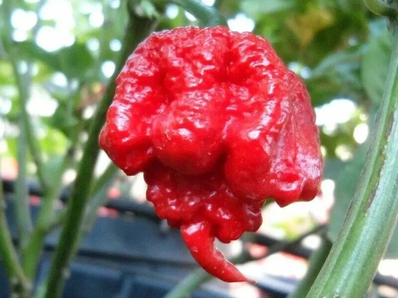100 Carolina Reaper Chili Pepper Seeds - World Record Hot Vegetable Seeds - Image 1