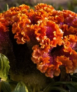 100 Coral Gardens Mix Celosia Cockscomb Flower Seeds - Celosia Argentea Cristata - Image 10