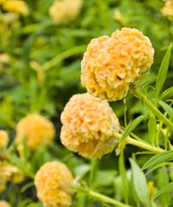 100 Coral Gardens Mix Celosia Cockscomb Flower Seeds - Celosia Argentea Cristata - Image 11