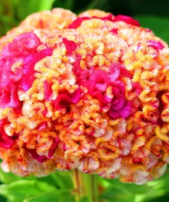 100 Coral Gardens Mix Celosia Cockscomb Flower Seeds - Celosia Argentea Cristata - Image 12
