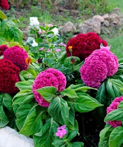 100 Coral Gardens Mix Celosia Cockscomb Flower Seeds - Celosia Argentea Cristata - Image 2
