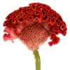 100 Coral Gardens Mix Celosia Cockscomb Flower Seeds - Celosia Argentea Cristata - Image 1