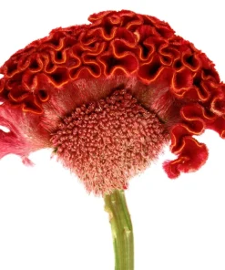 100 Coral Gardens Mix Celosia Cockscomb Flower Seeds - Celosia Argentea Cristata - Image 1