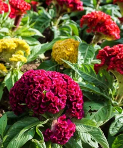 100 Coral Gardens Mix Celosia Cockscomb Flower Seeds - Celosia Argentea Cristata - Image 3