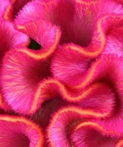 100 Coral Gardens Mix Celosia Cockscomb Flower Seeds - Celosia Argentea Cristata - Image 4